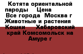 Котята ориентальной пароды  › Цена ­ 12 000 - Все города, Москва г. Животные и растения » Кошки   . Хабаровский край,Комсомольск-на-Амуре г.